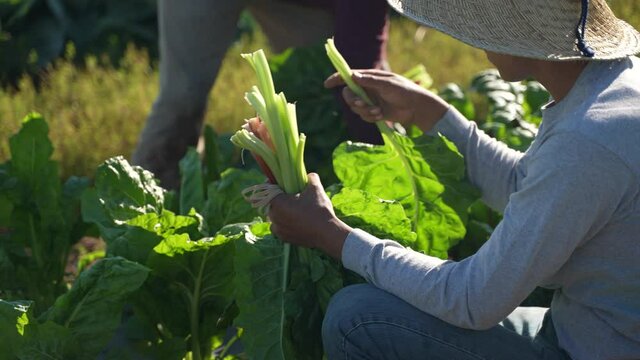 Closeup of one farmers hand holding colorful swiss chard while harvesting more on a farm in the morning.