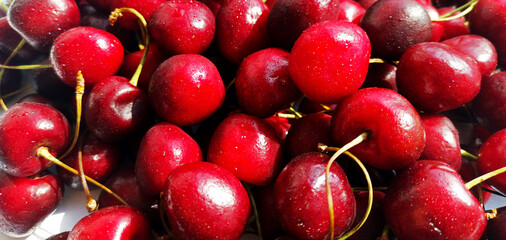 Cherry isolated. Cherry on white. Cherries. Cherry background. Cherries flat design