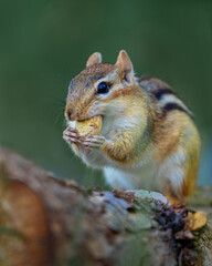 Naklejka na ściany i meble Closeup of a wild chipmunk outdoors eating peanuts