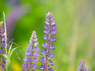 field of blooming lupines