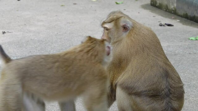 Two mother monkeys are biting and arguing.Video Close-up, 4k Resolution.
