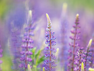 field of blooming lupines