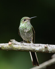 female green tailed trainbearer