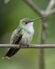 Green and white hummingbird, endemic hummingbird to peru