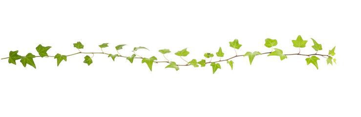 Ivy twig with small green leaves isolated on white © xiaoliangge