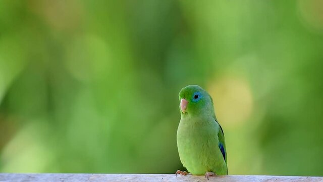 Green parakeet bird perched on a log