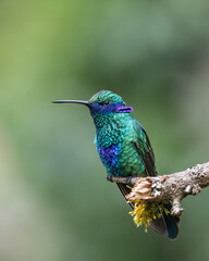 sparkling violetear