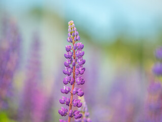 Obraz premium field of blooming lupines