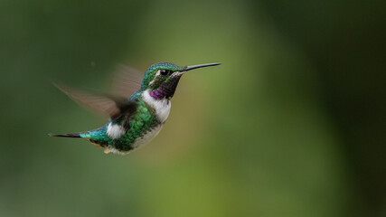 adult male white bellied woodstar