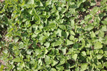 green ivy leaves background