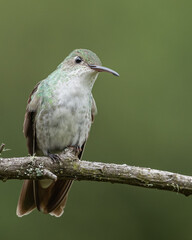 Green and white hummingbird, endemic hummingbird to peru
