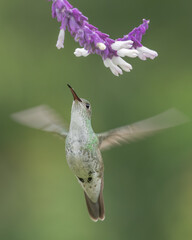 Green and white hummingbird, endemic hummingbird to peru