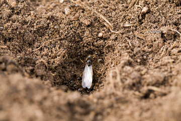 ants crawling on the sand in the summer