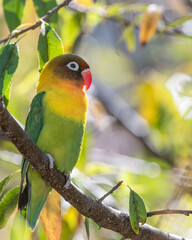 scaped lovebird searches on my garden