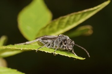 insect Tiphiidae on a leaf