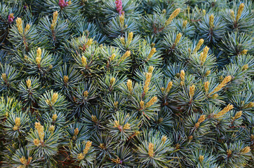 Natural background - a wall of exotic pine branches - 441007046