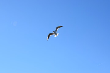 seagull in the sky