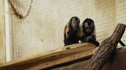 close up of brown chimpanzee eating bread in zoo.