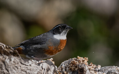 chestnut breasted mountain finch