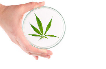 Marijuana cannabis leaf on a white background in a petri dish. Medicinal plant containing narcotic...