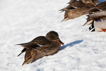 the cold season with frosts and snow, ducks sit in the snow