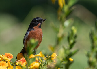 black throated flowerpiercer