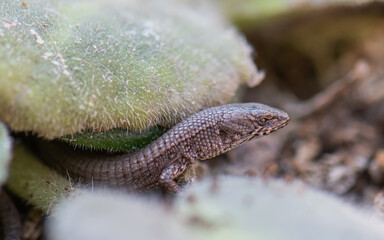 lizard under leaves