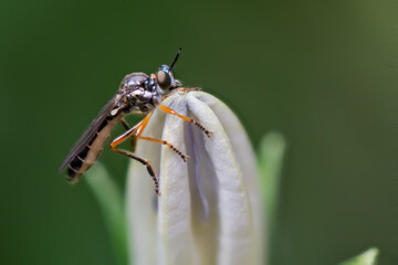 Eintagsfliege auf weißer Blüte