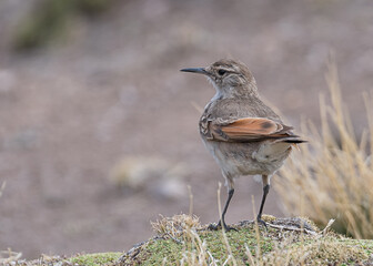 common miner (Andean)