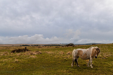 Horses in Dartmoor