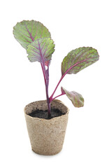 Cabbage seedling in peat pot on white background