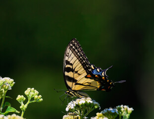 Eastern Tiger Swallowtail butterfly and unknown but colorful guest dining on the same wildflower.  The butterfly is caught in a nice profile shot with a very dark, creamy smooth bokeh background.