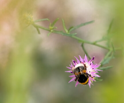 solitary bumblebee with yellow stripes and white tail collecting pollen on purple flower with pollen bags on the sides