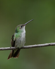 Green and white hummingbird, endemic hummingbird to peru