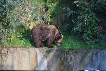 brown bear at edge of city