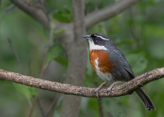 chestnut breasted mountain finch
