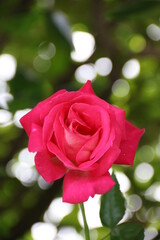 Einzelne Rose in Pink mit Bokeh vor Hintergrund Natur