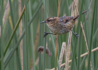 wren like rushbird
