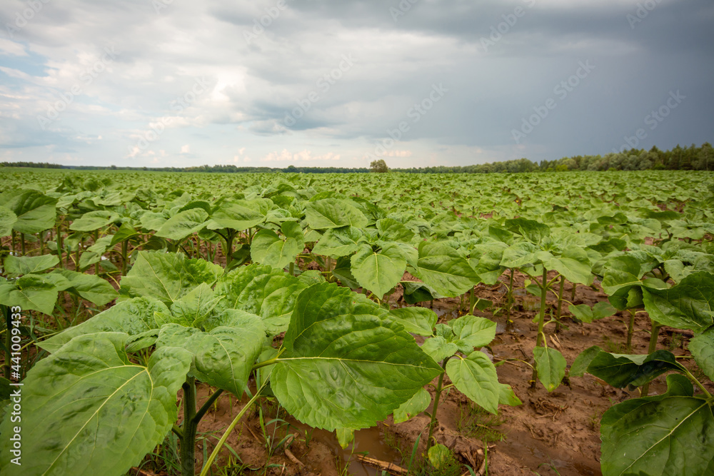 Sticker Sunflower plants growing in the agricultural field. Huge field of sunflowers after the rain with dark clouds on the background