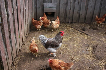 hen and chickens