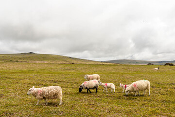 Sheep in Dartmoor © Olivier