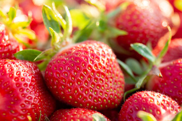 Juicy ripe strawberry in the morning light. Harvest on strawberry farm