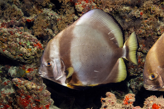 Orbicular batfish (Platax orbicularis) in Maldives