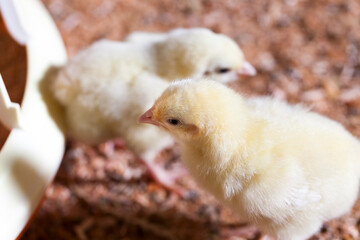 chicken chicks at a poultry farm, close up
