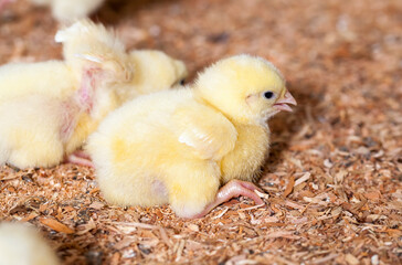 chicken chicks at a poultry farm, close up
