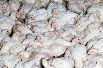 chicken chicks at a poultry farm, close up