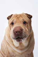 Shar Pei on white background. The happy dog, funny face