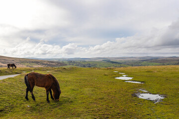 Horses in Dartmoor