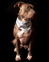 Bitbull Portrait  vor schwarzem Hintergrund