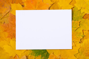 Naklejka na ściany i meble Blank White Sheet For Texts On Colorful Autumn Maple Leaves Top View.
